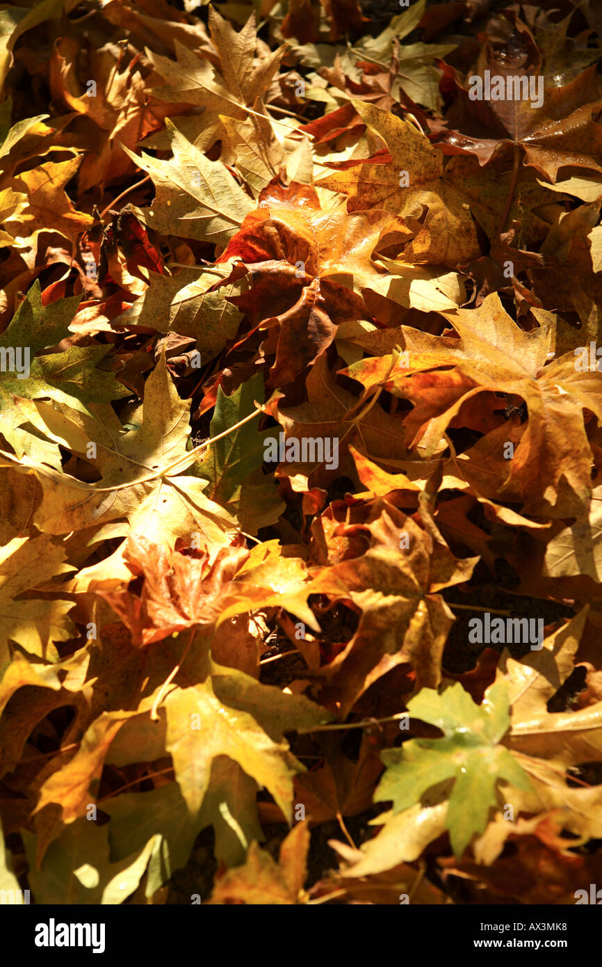 Texture di sfondo di foglie di autunno Foto Stock