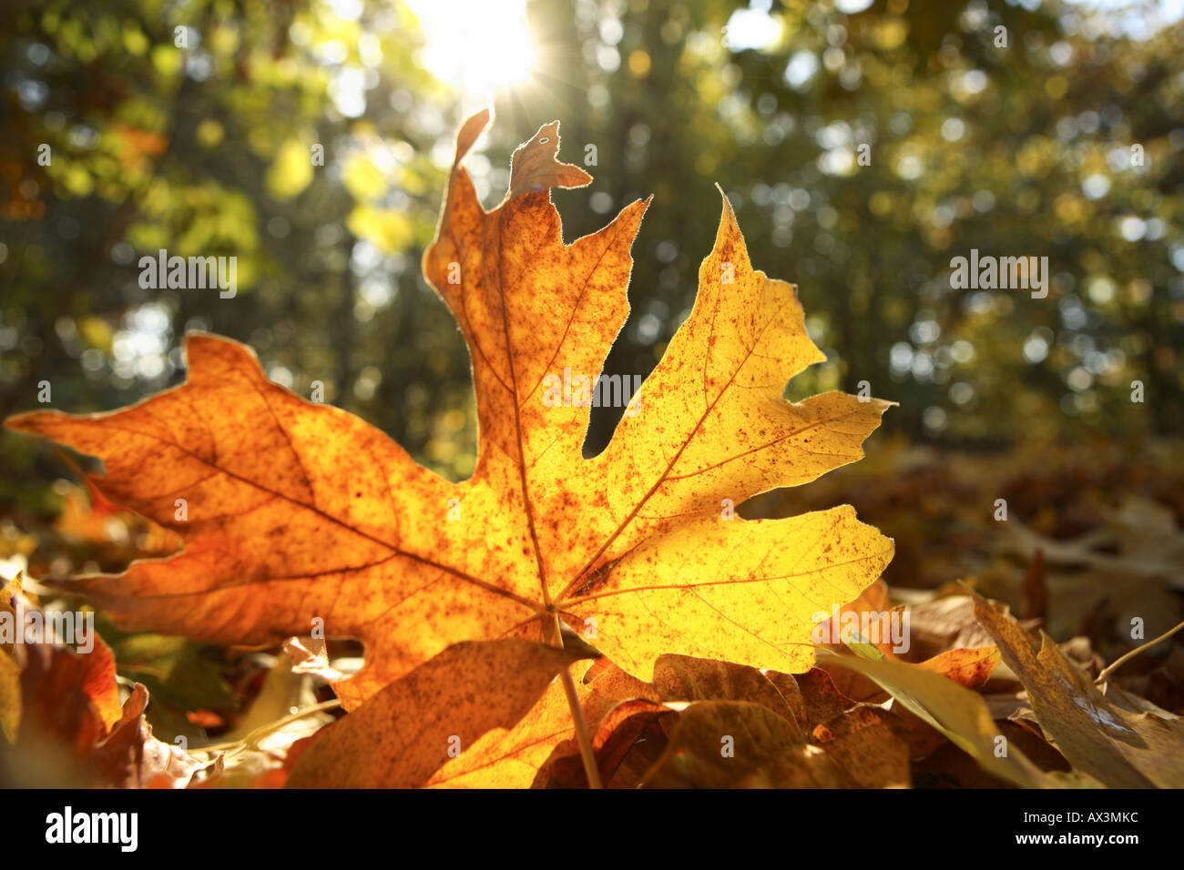 Foglia caduta a terra con la luce del sole proveniente attraverso gli alberi Foto Stock