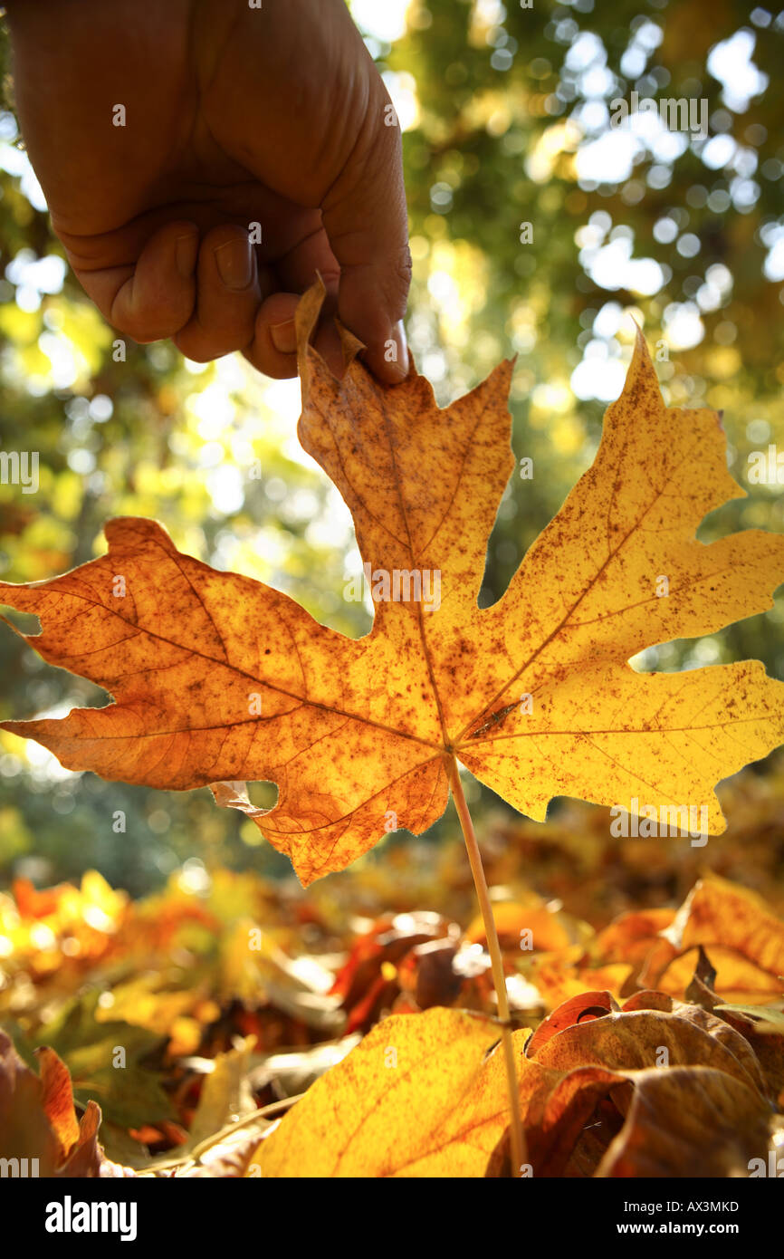 Il prelievo di foglie di autunno Foto Stock