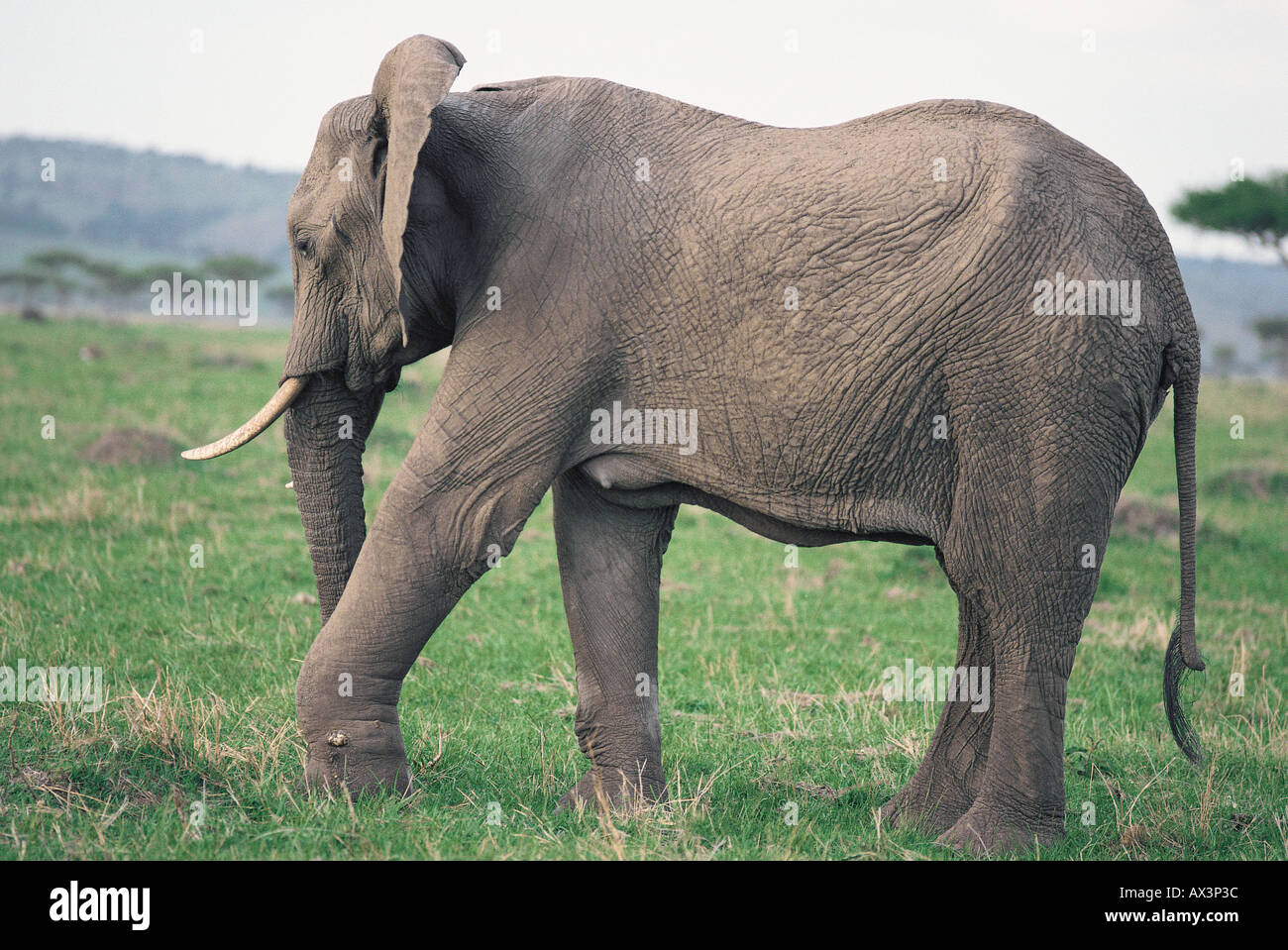 Elephant con gamba ferita Masai Mara riserva nazionale del Kenya Africa orientale Foto Stock