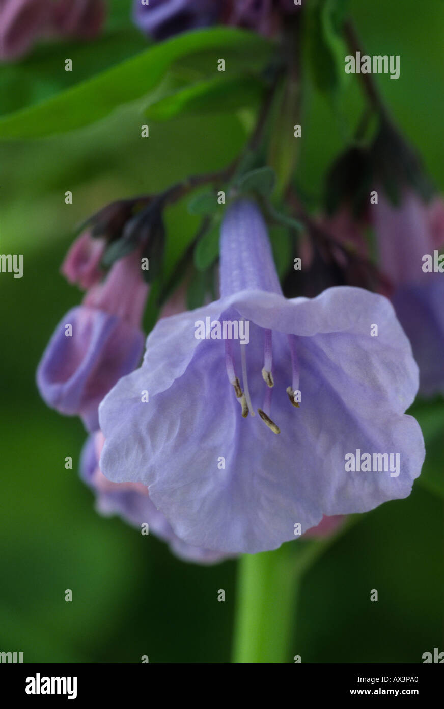 Mertensia virginica. AGM syn. Mertensia pulmonarioides. Blue Bells, Virginia cowslip. Foto Stock