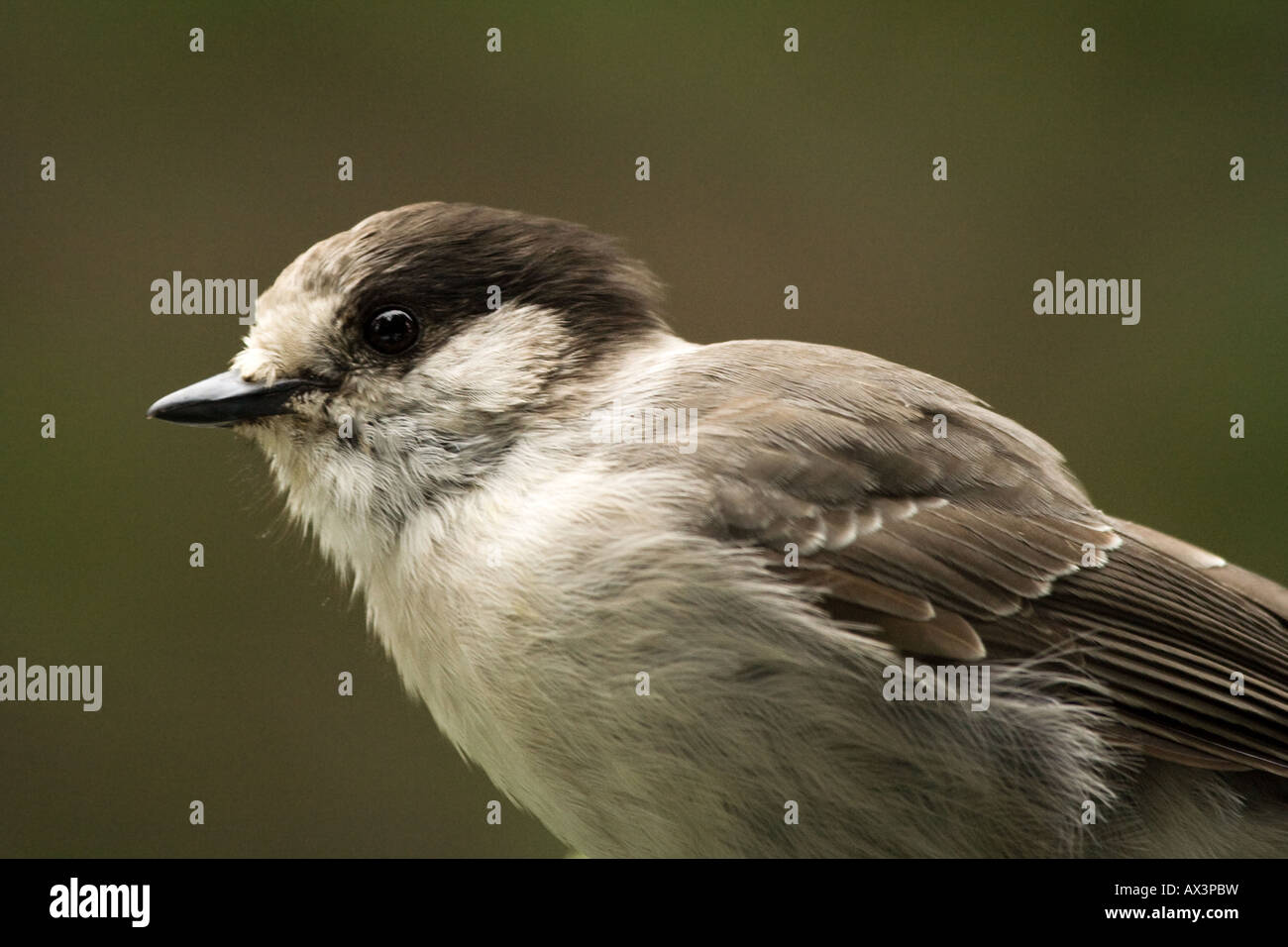 Gray Jay, Perisoreus canadensis Foto Stock