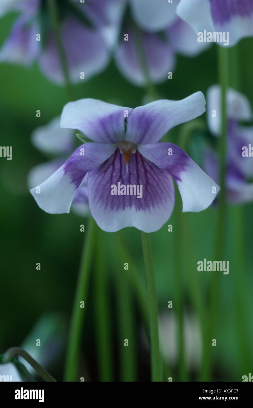 Viola hederacea. Australian violetta, Ivy lasciava in viola, viola di tallonamento. Foto Stock