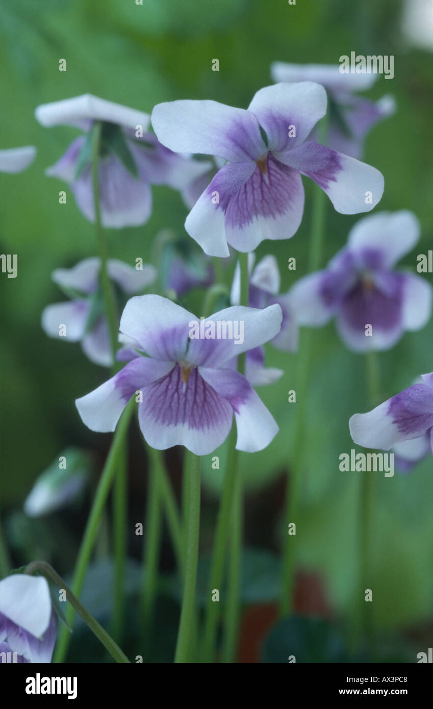 Viola hederacea. Australian violetta, Ivy lasciava in viola, viola di tallonamento. Foto Stock