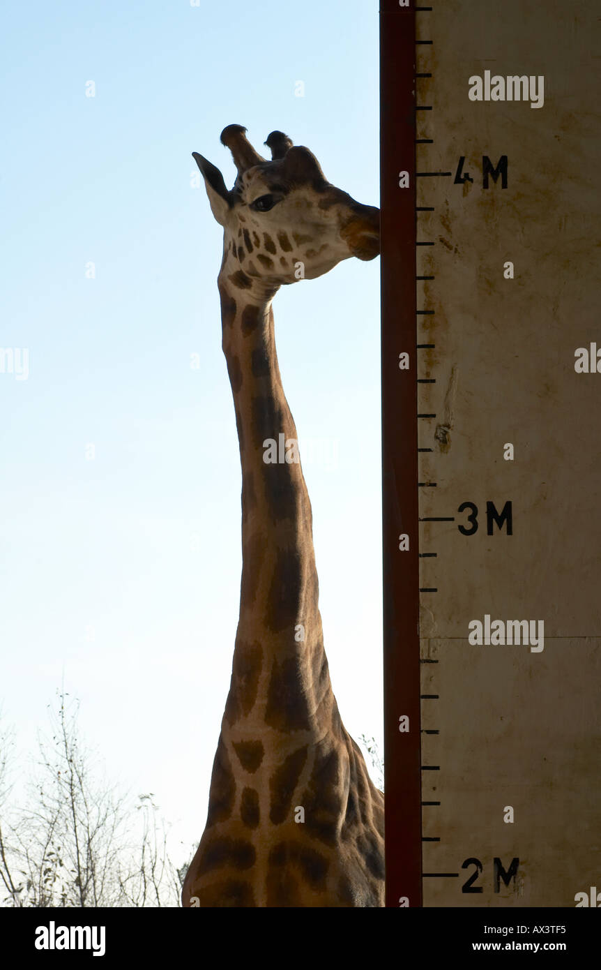 Una giraffa si fermò accanto ad una misura di altezza sulla porta di una giraffa house Foto Stock