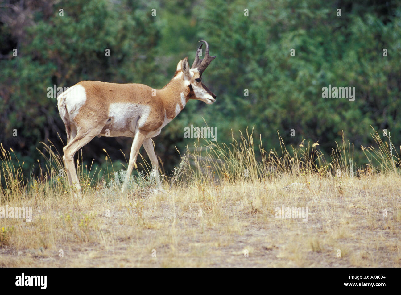 Pronghorn Antilocapra americana buck Foto Stock