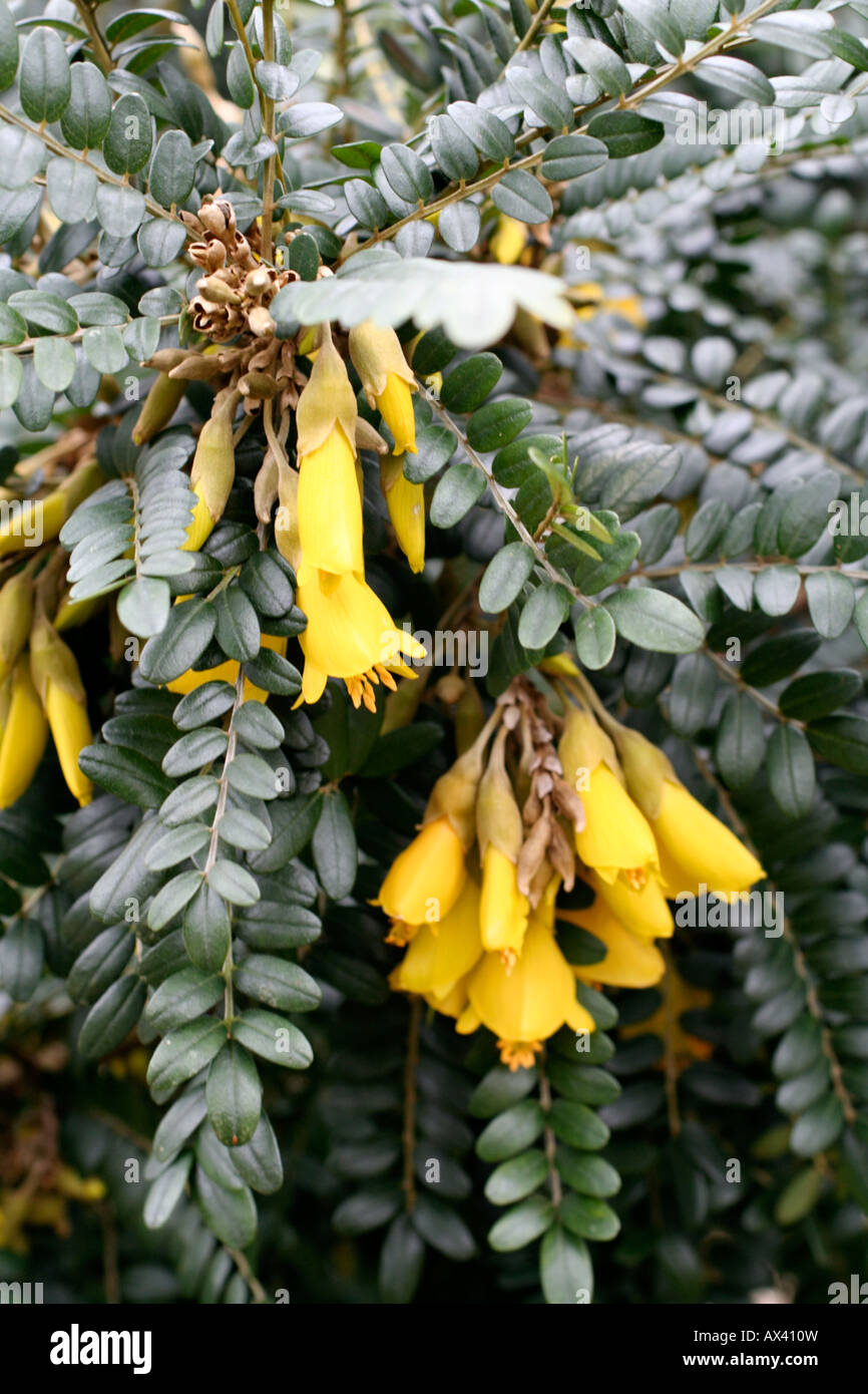 SOPHORA MICROPHYLLA DRAGON S GOLD Foto Stock