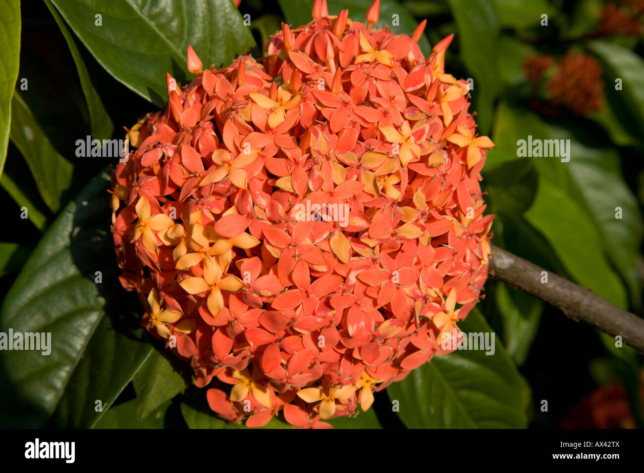 Ixora flower crescendo in una piantagione, Kumily Kerala, India Foto Stock