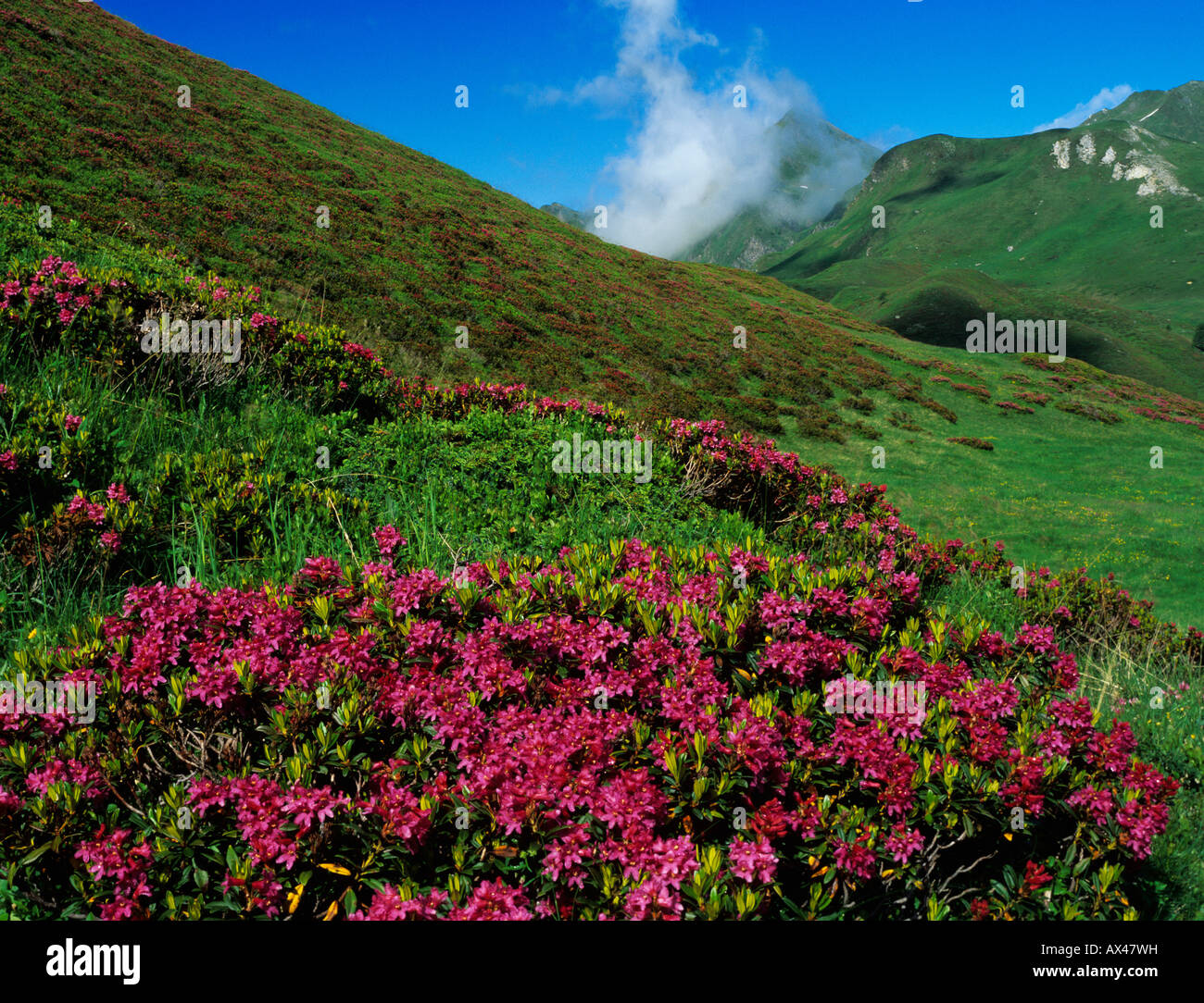 Hairy Alpine Rose Rhododendron hirsutum blooming Ritom Tessin Switzerland Foto Stock