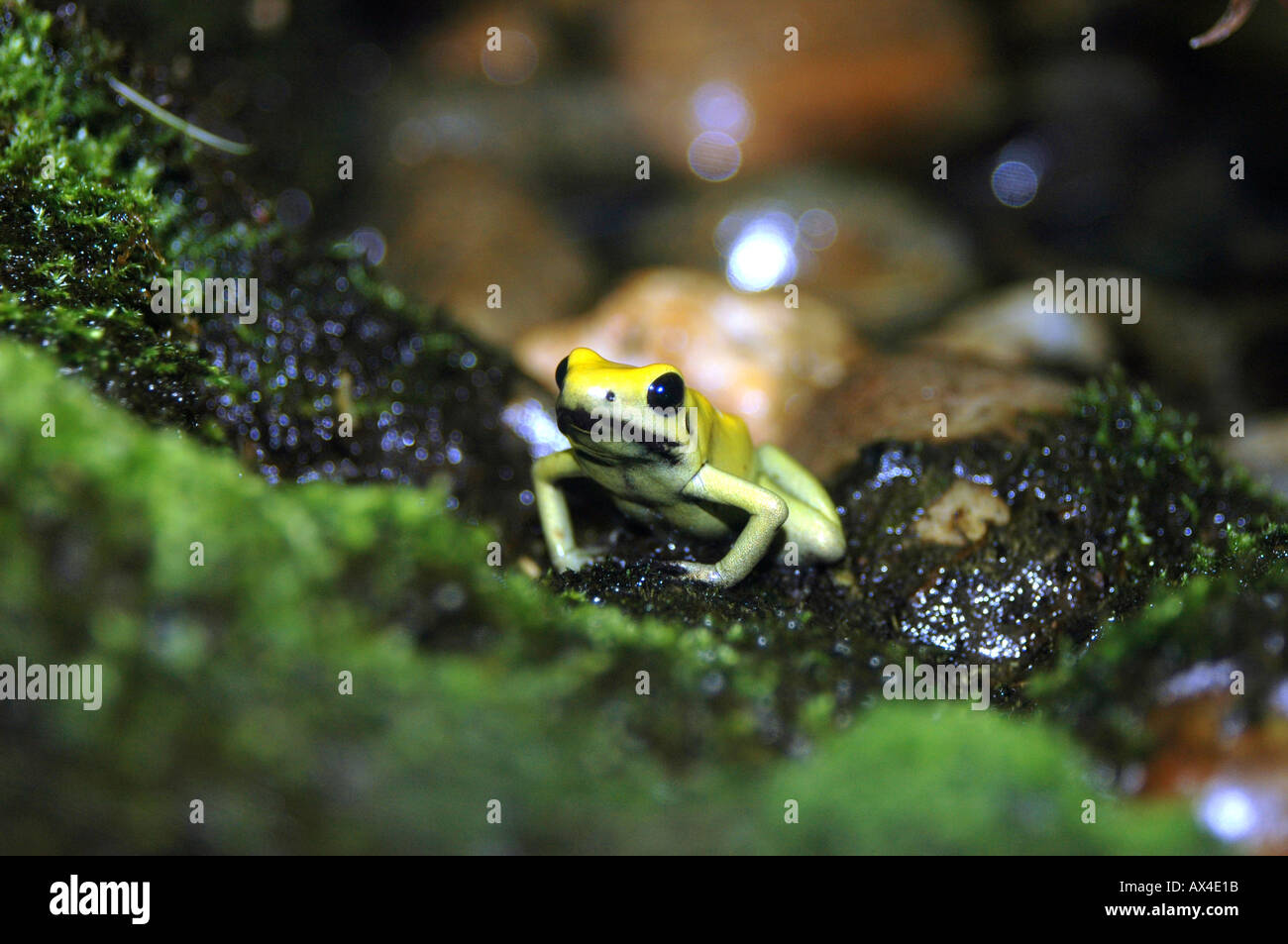 Golden Arrow Frog Phyllobates terribilis più velenoso rana nel mondo Foto Stock