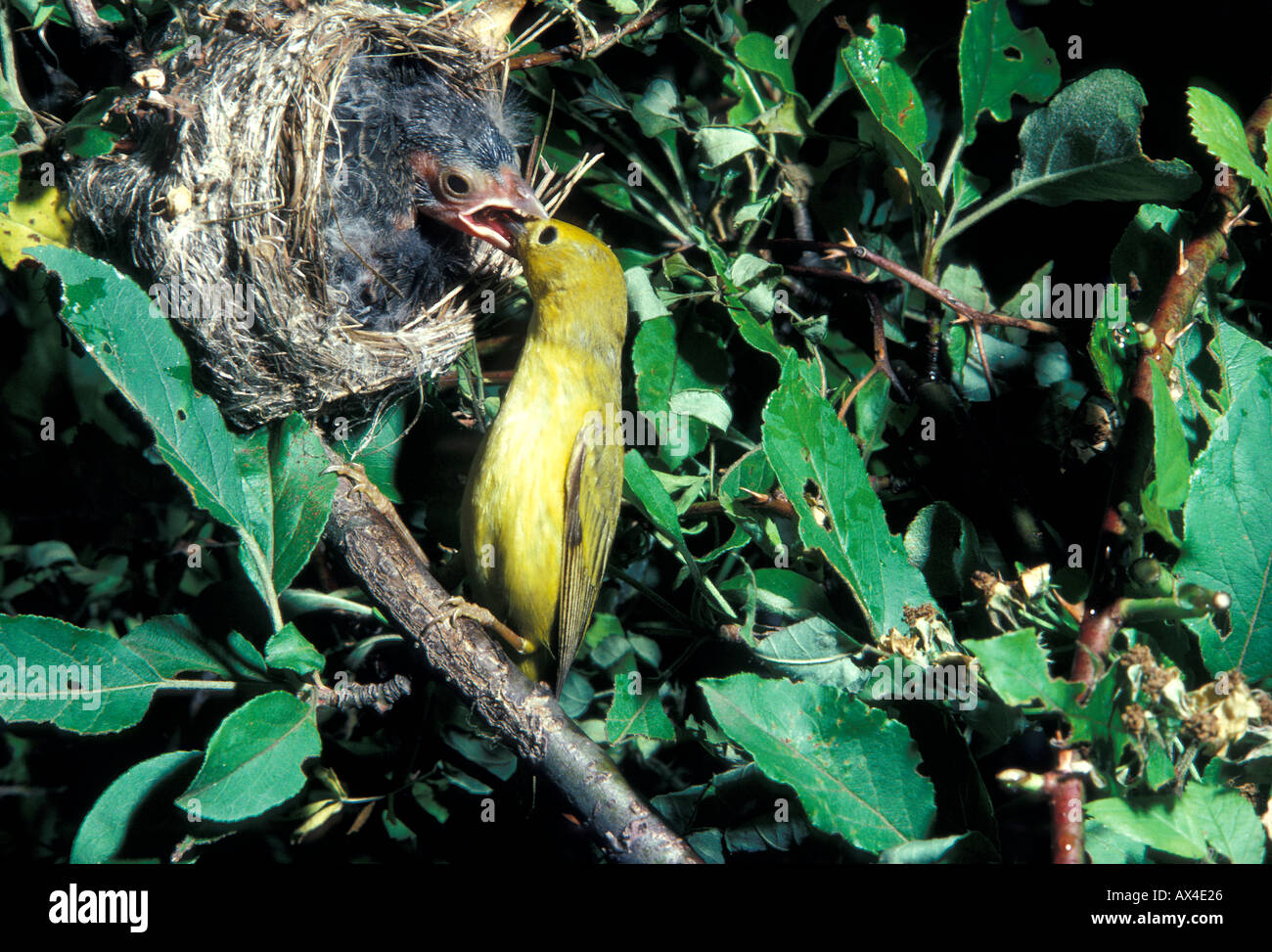 BIRD COWBIRD parassitismo Foto Stock