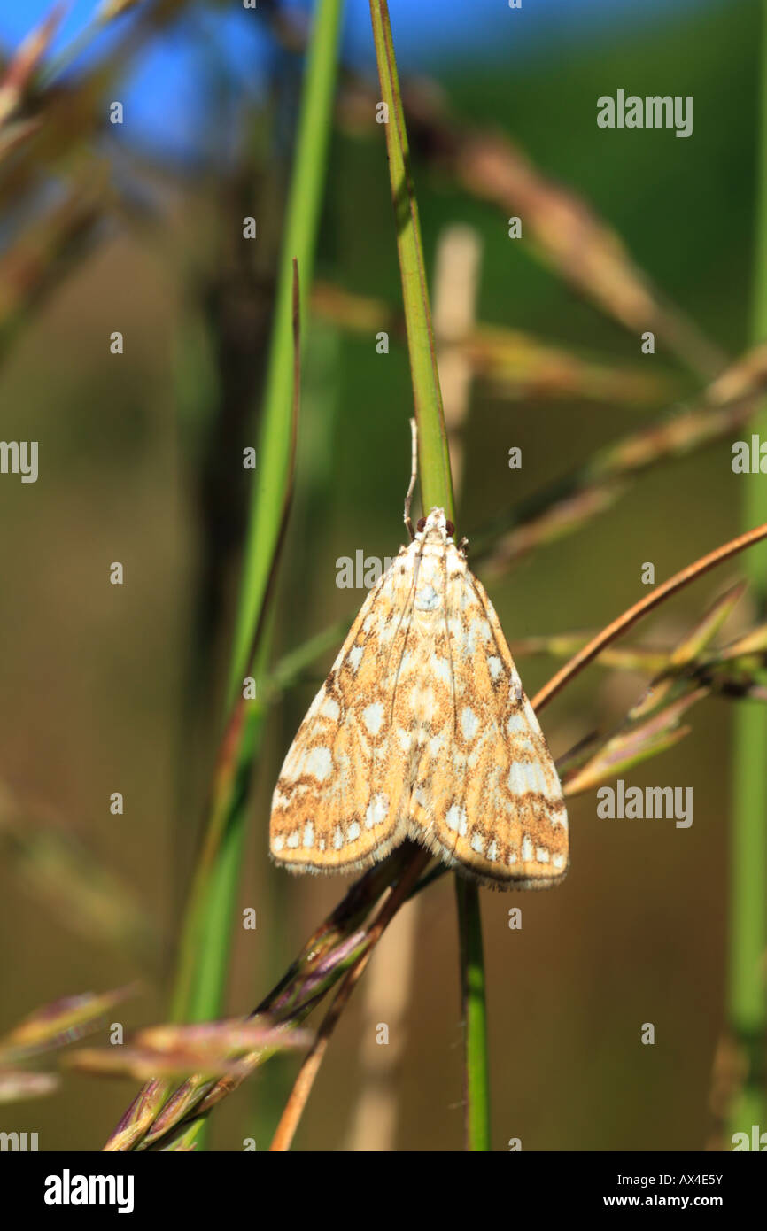 Cina marrone-mark tarma (Elophila nymphaeata) in appoggio sui giunchi accanto ad un laghetto. Powys, Galles. Foto Stock