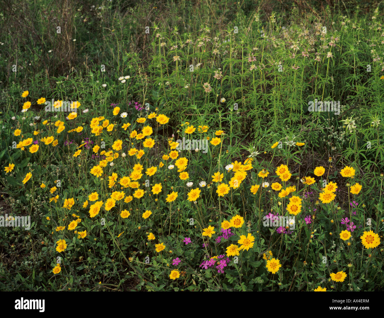 Fiori Selvatici Raymondville Rio Grande Valley Texas USA Foto Stock