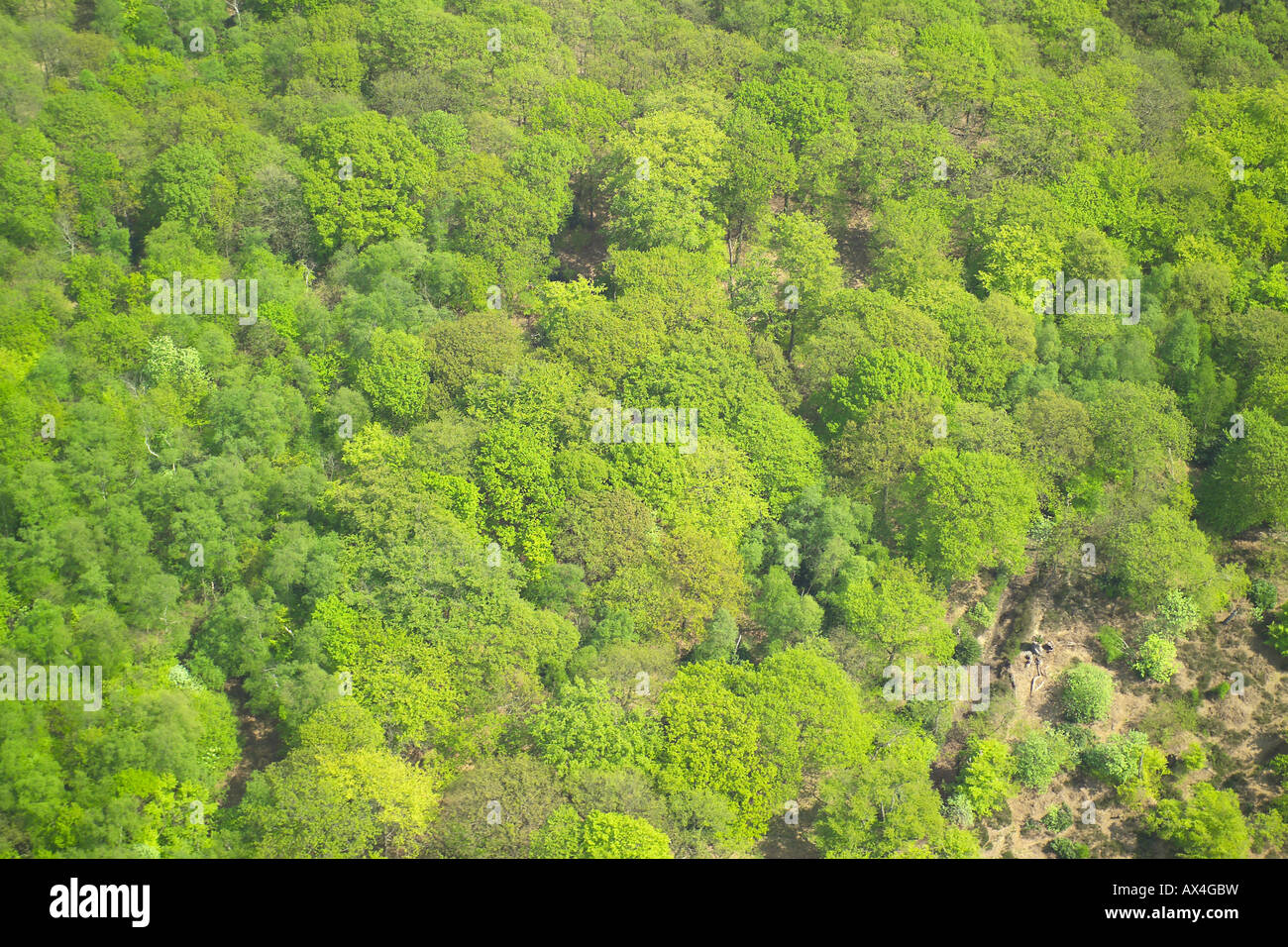 Vista aerea di boschi costituiti da alberi decidui Foto Stock