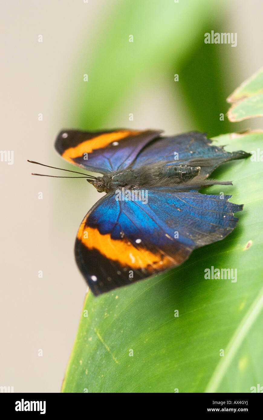 Farfalla colorata con ali esteso seduta sulla foglia verde Foto Stock