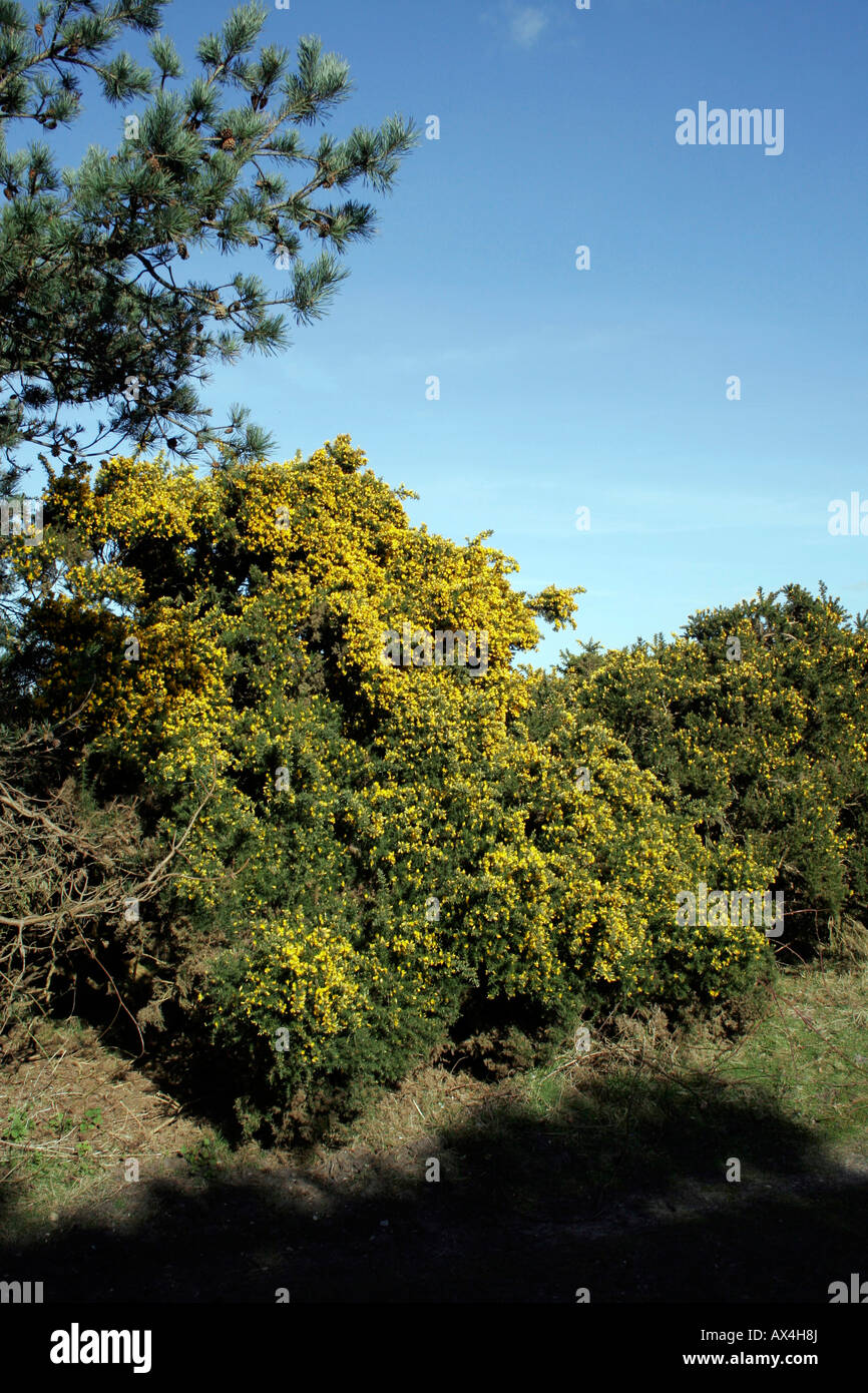 ULEX. EUROPAEUS. GORSE. Foto Stock