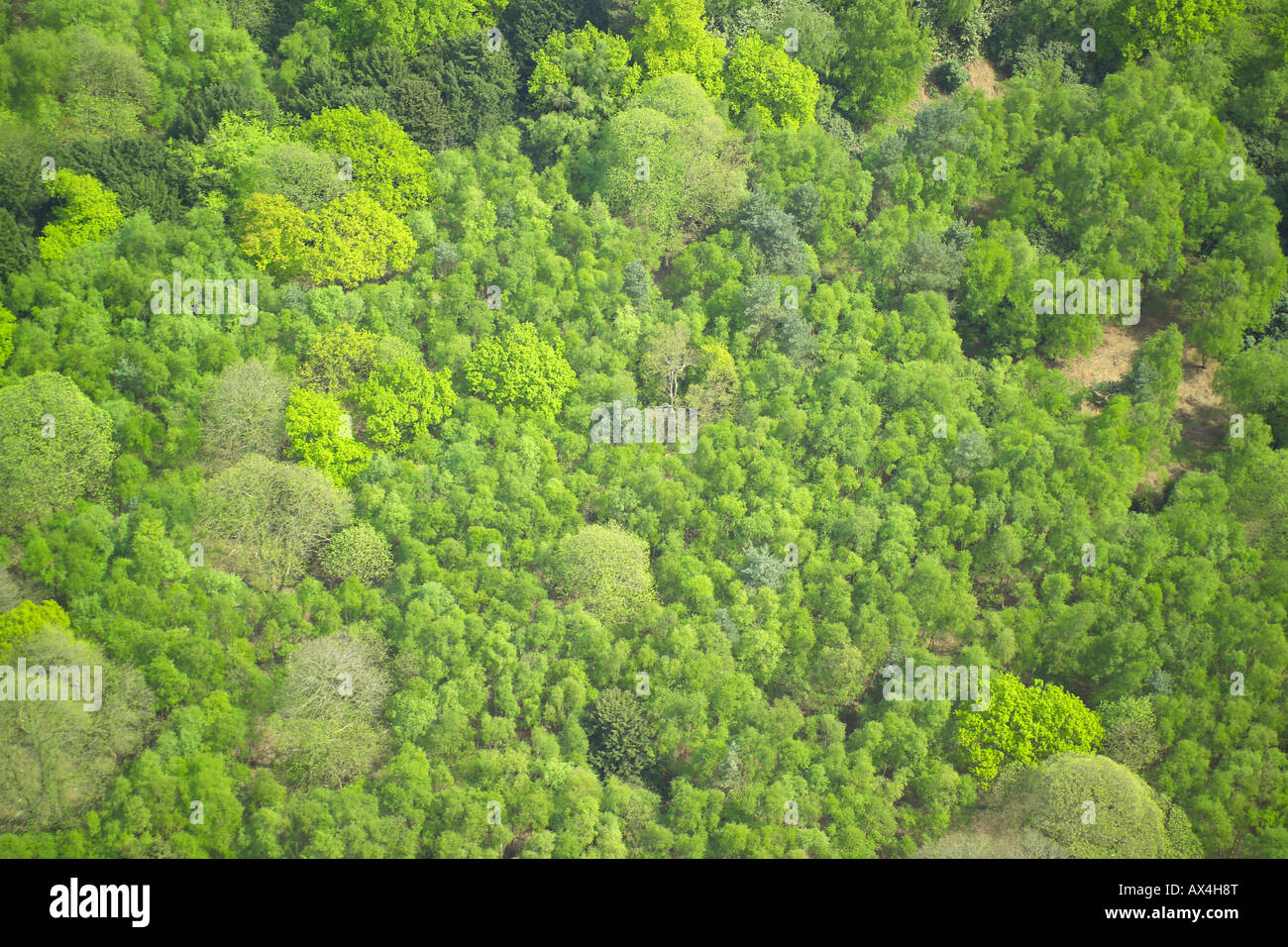 Vista aerea di boschi costituito da boschi di latifoglie e conifere Foto Stock