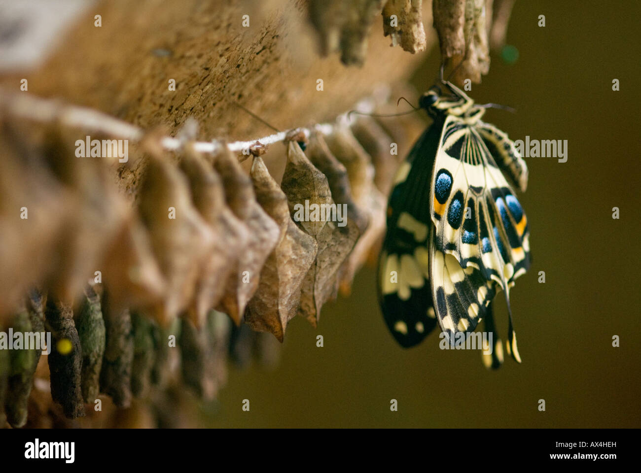 Sono emerse di recente grande imperatore a coda di rondine butterfly pende da una fila di bozzolo di crisalide, ottenere pronto a prendere il volo Foto Stock