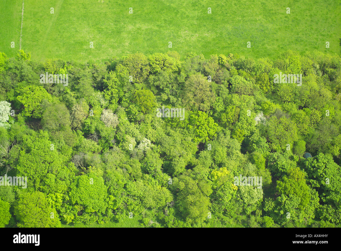 Vista aerea di boschi costituiti da alberi decidui in corrispondenza del bordo di un campo Foto Stock