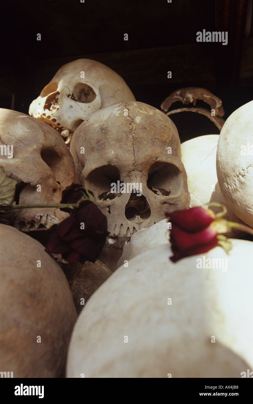 Una rosa giace su crani umani nel memorial stupa al Choeung Ek Killing Fields in Cambogia Foto Stock