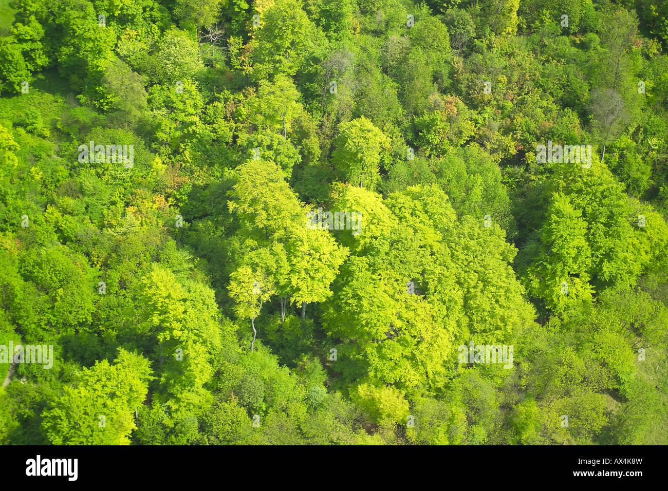Vista aerea di boschi costituito da boschi di latifoglie e conifere Foto Stock