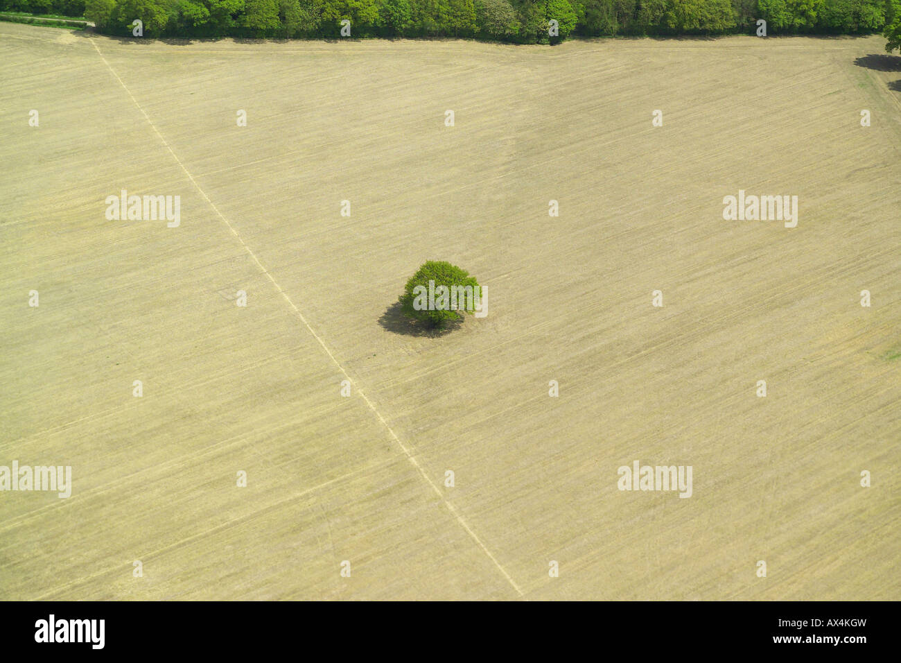 Vista aerea di un singolo albero in mezzo a un campo di raccolto Foto Stock