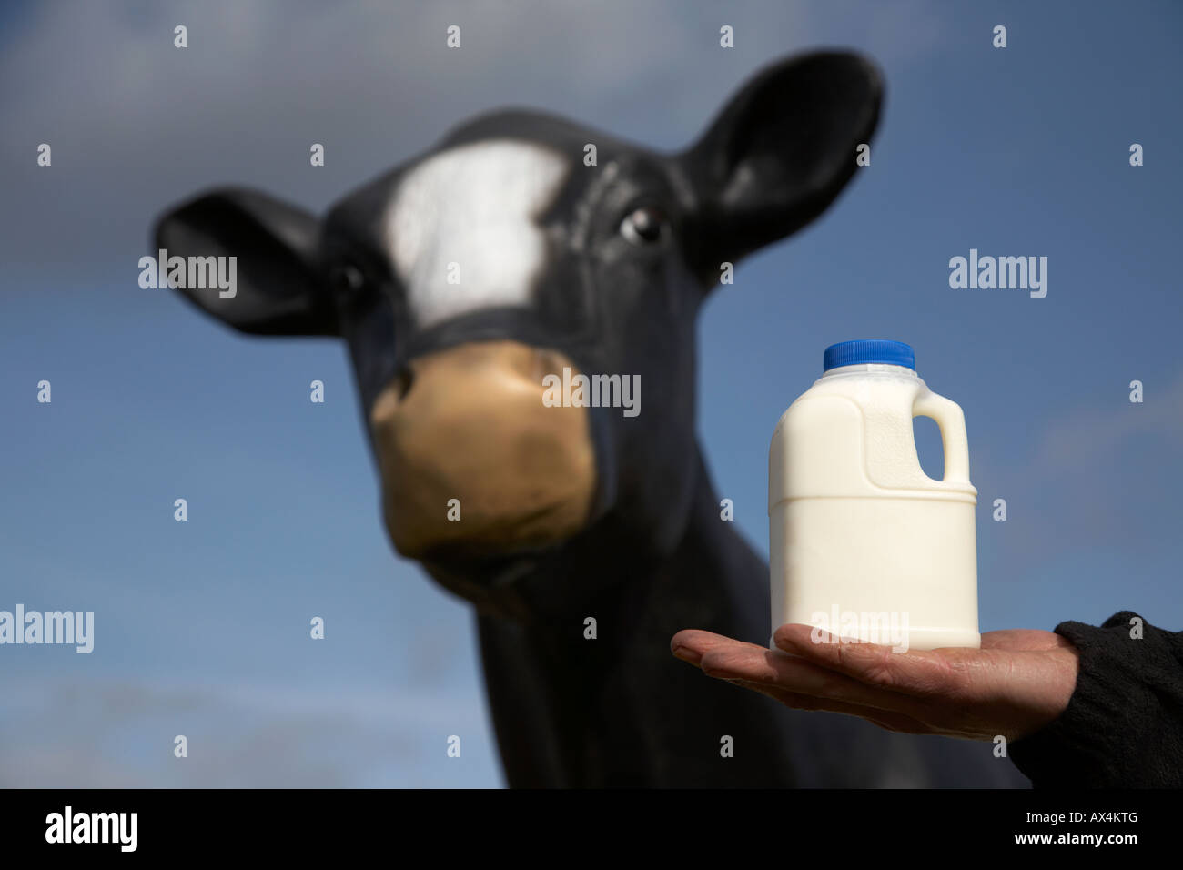 Mans sporco mano che tiene una pinta di latte in un astuccio di plastica nella parte anteriore di una imitazione in vetroresina mucca usato per scopi didattici Foto Stock
