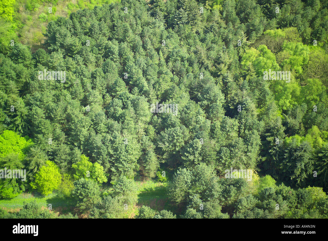 Vista aerea di boschi costituiti da alberi di conifere Foto Stock