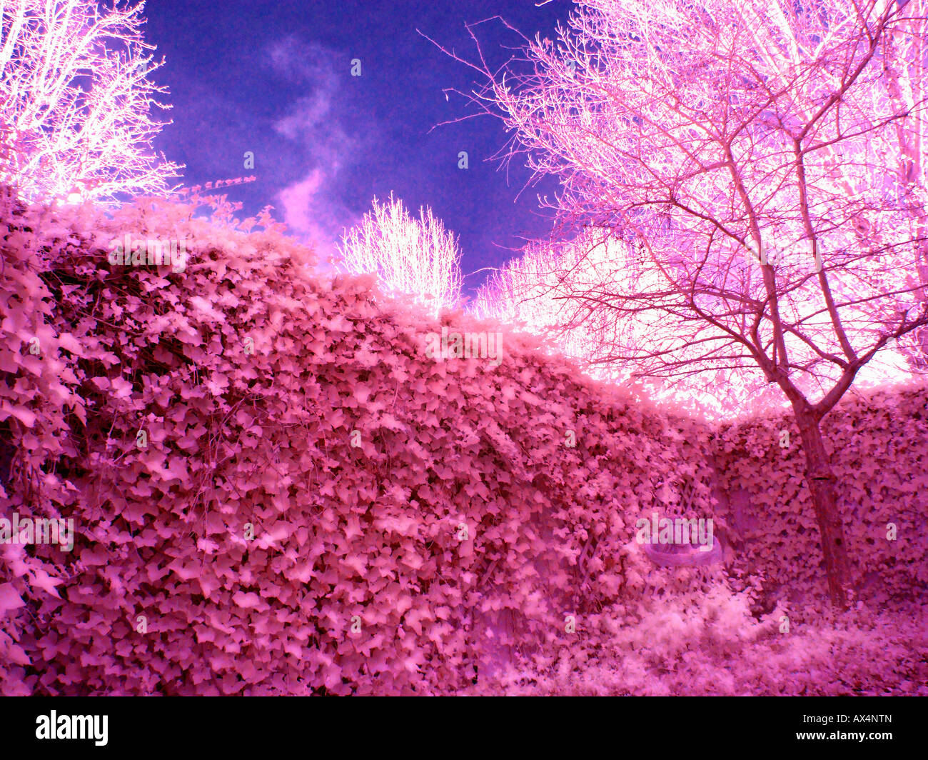 Giardino in falsi colori infrarosso Foto Stock