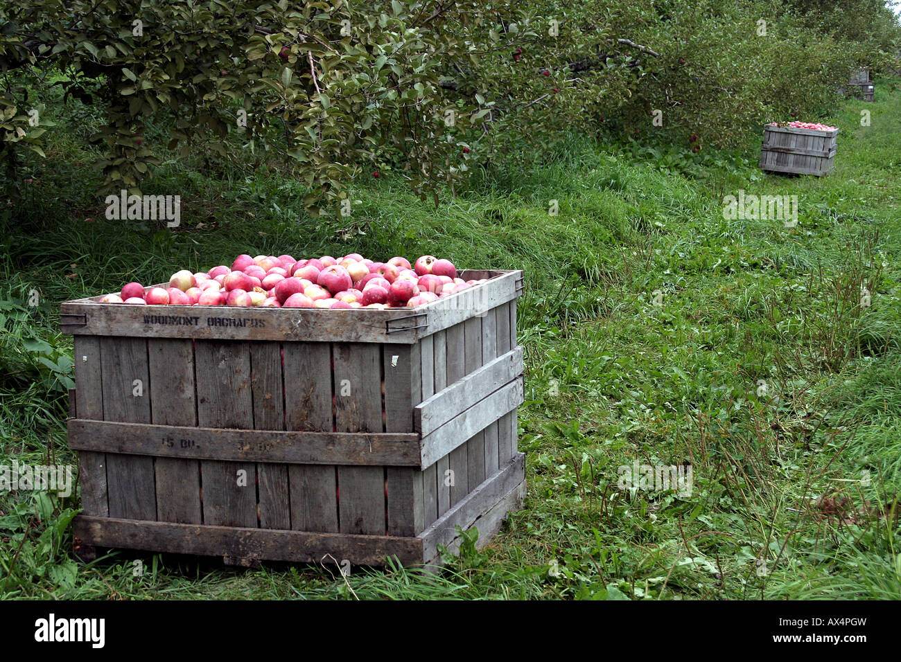 Le mele raccolte in cassette in New Hampshire Foto Stock