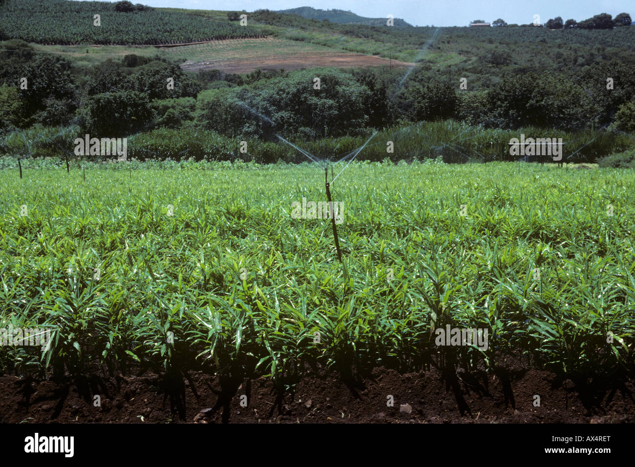 Radice di Zenzero raccolto con irrigatori irrigazione nei pressi di Nelspruit Transvaal in Sud Africa Foto Stock