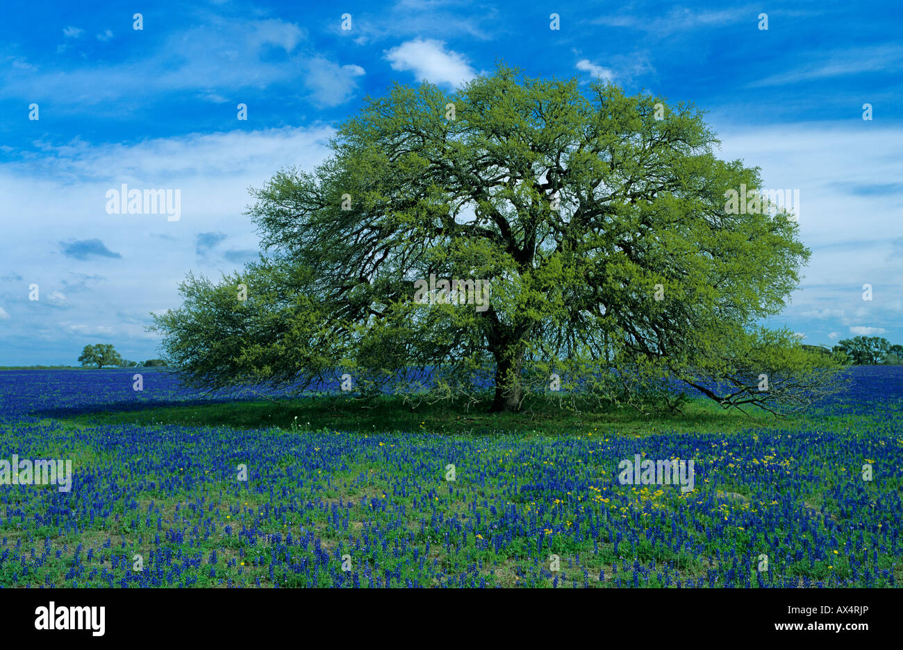 Live Oak tree e Texas Bluebonnet Lupinus texensis Natalia Medina County Texas USA Foto Stock