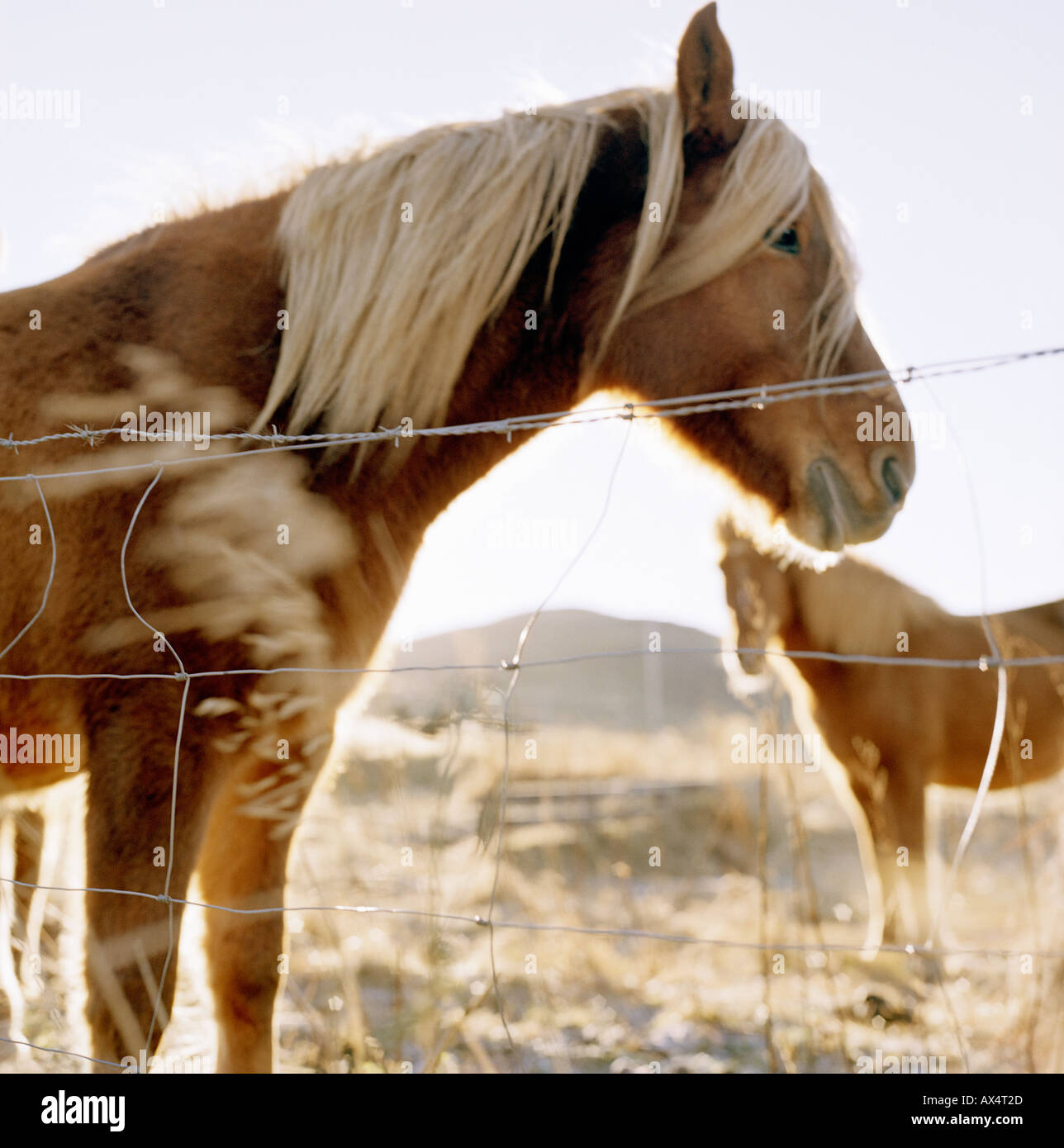 Due cavalli Foto Stock