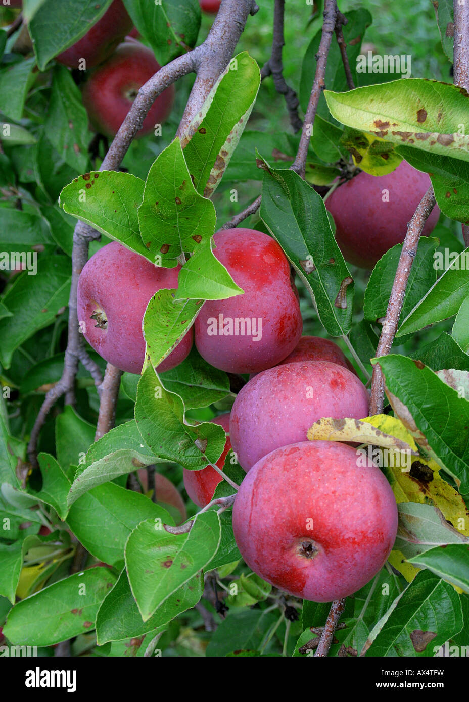 Macintosh le mele sulla struttura ad albero in attesa per il raccolto del New Hampshire Foto Stock