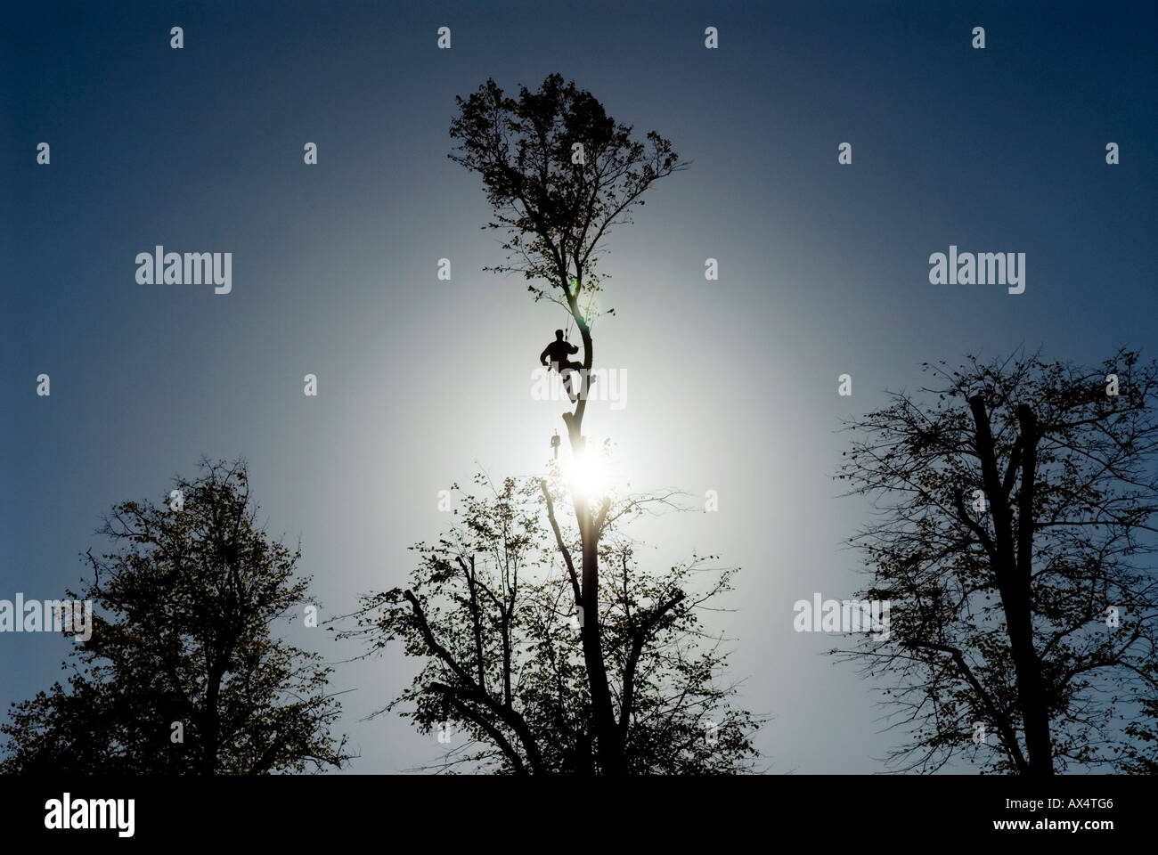 TREE chirurgo a lavoro, SAFFRON WALDEN, ESSEX, Inghilterra. Foto Stock