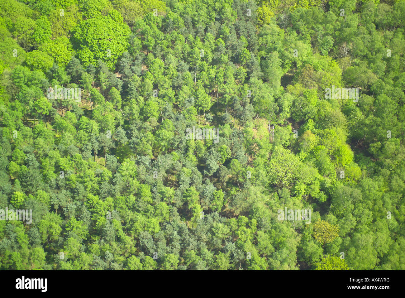 Vista aerea di boschi costituito da boschi di latifoglie e conifere Foto Stock