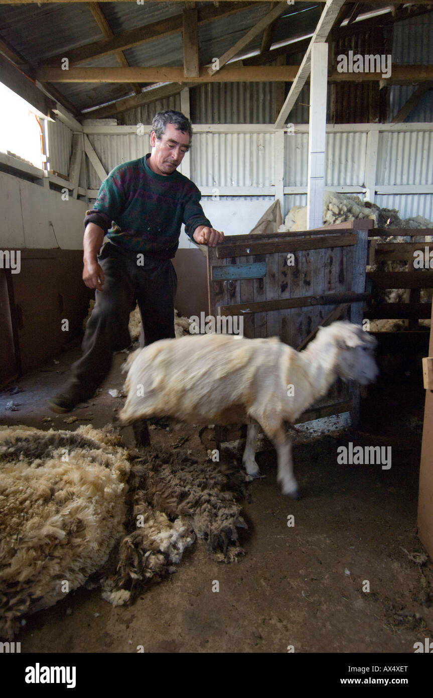 Il Cile Patagonia Seno Otway agricoltore lana di taglio Foto Stock