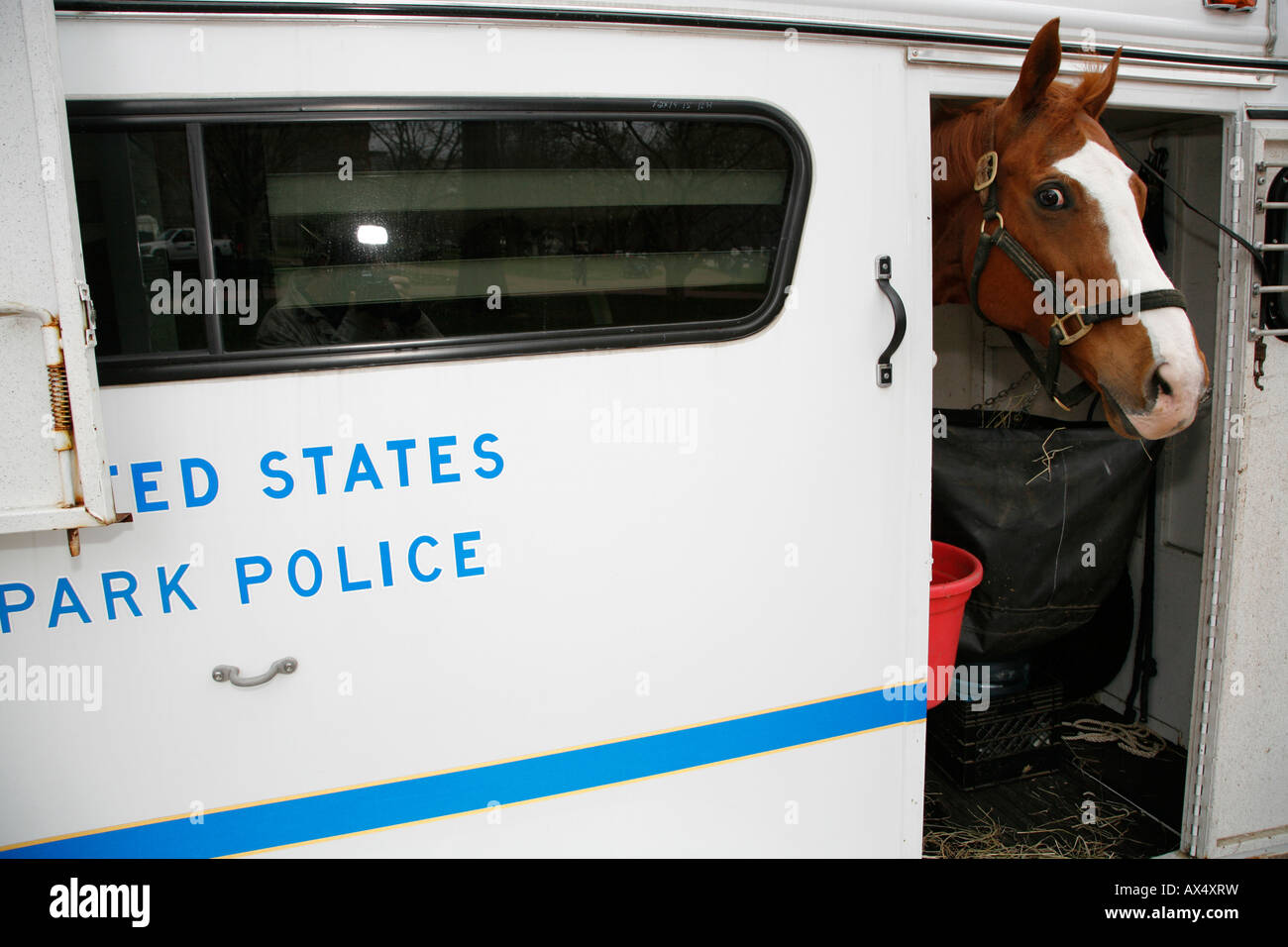 La polizia a cavallo in un rimorchio, Washington DC, Stati Uniti d'America Foto Stock