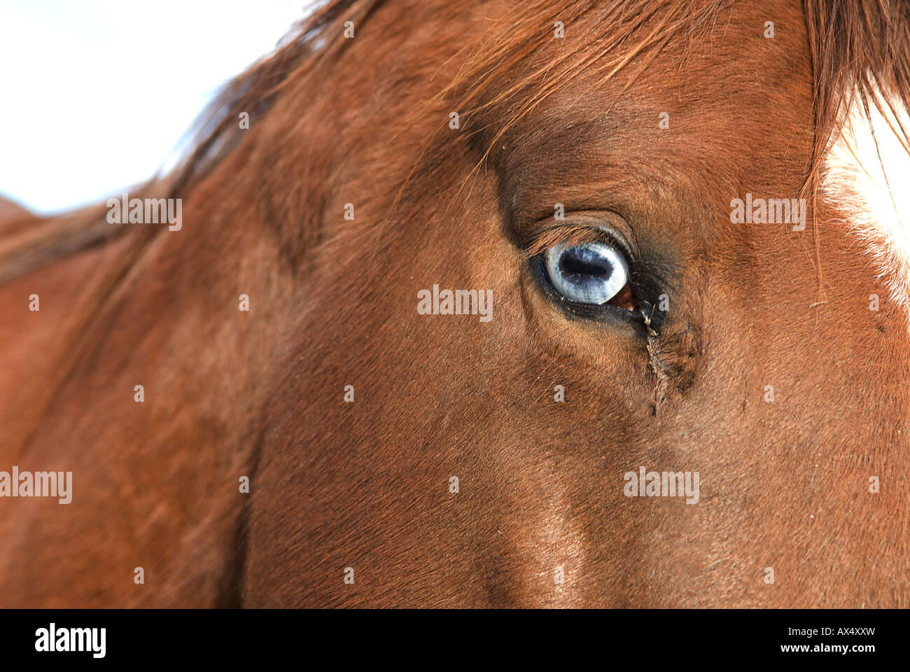 Chestnut testa di cavallo collo con parete blue eye e white blaze Foto Stock