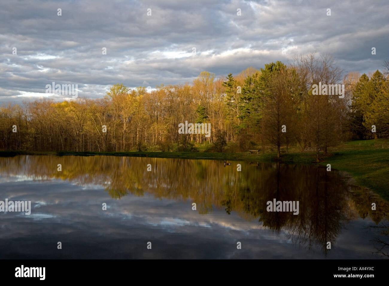 Oche su uno stagno Foto Stock