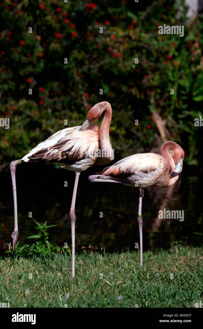 Fenicotteri nella natura Park Florida USA in piedi su una gamba Foto Stock