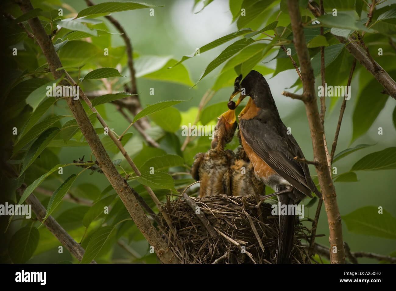 "Cibo per la sua giovane' Foto Stock