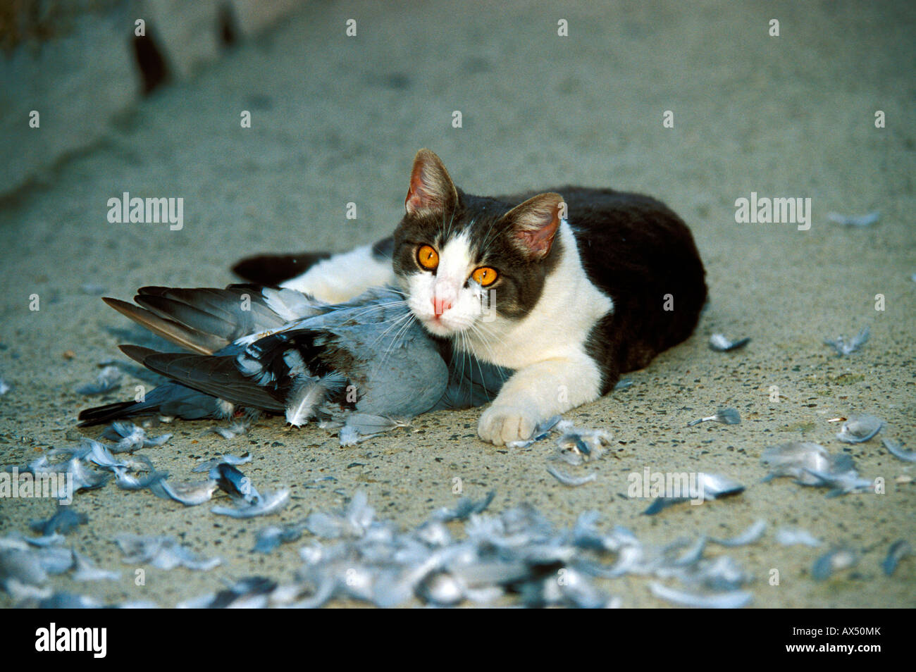 Gatto felis catus che ha ucciso un piccione Foto stock - Alamy