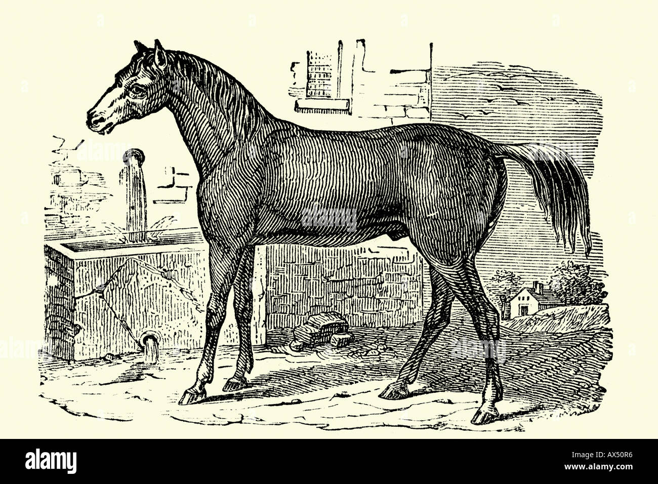 Cavallo. Illustrazione di antiquariato. 1900 Foto Stock