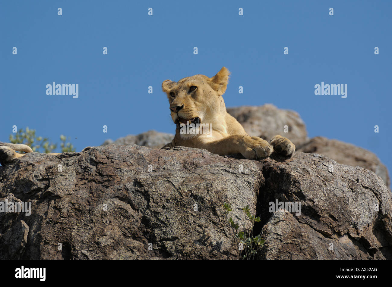 Lion femmina, una leonessa su una roccia, Serengeti, Tanzania Foto Stock