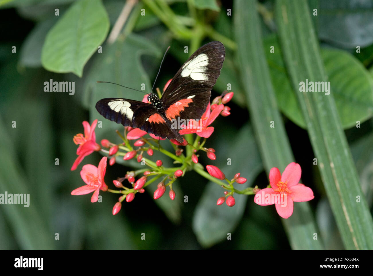 Comune di portalettere butterfly poggia su un fiore rosa con sfondo di foglie verdi Foto Stock
