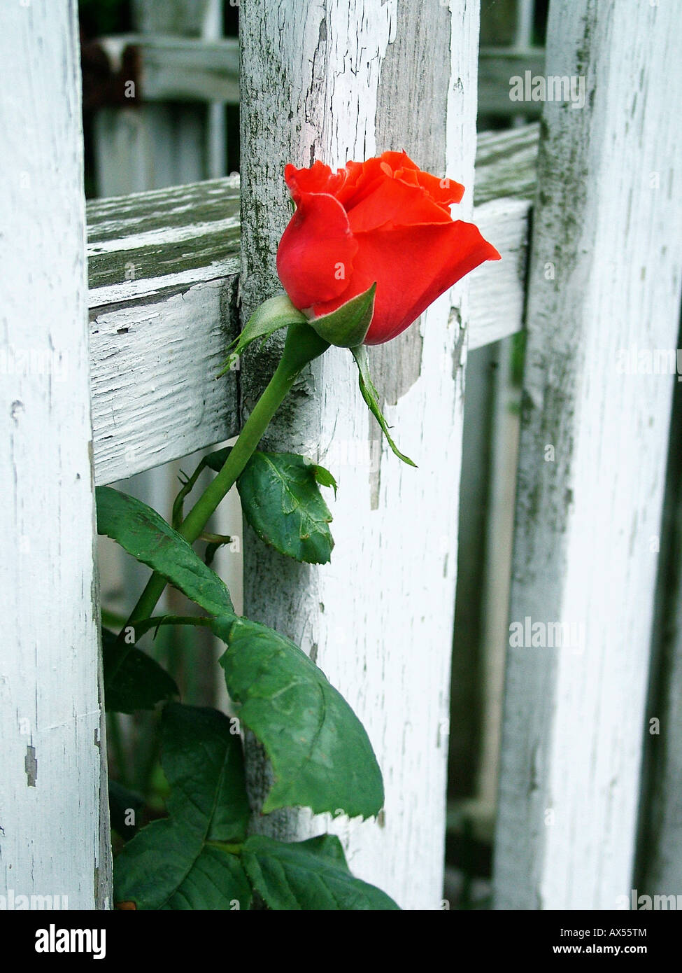 White Picket Fence rose rosse e bandiera americana il 4 luglio a Rockport, Massachusetts Foto Stock