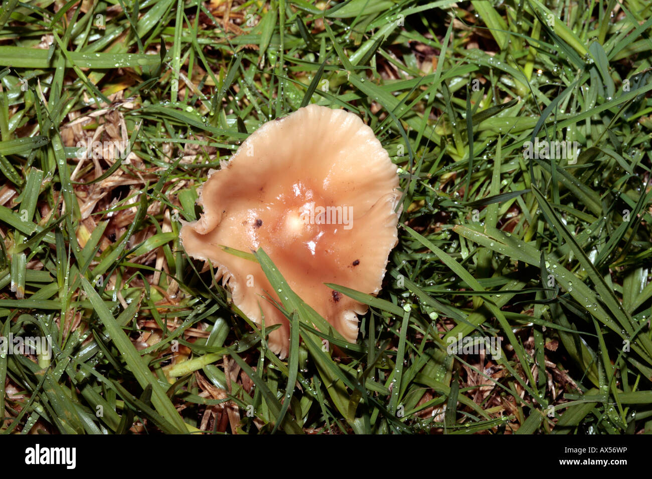 Fairy-ring Champignon-Marasmius oreades-famiglia Marasmiaceae Foto Stock