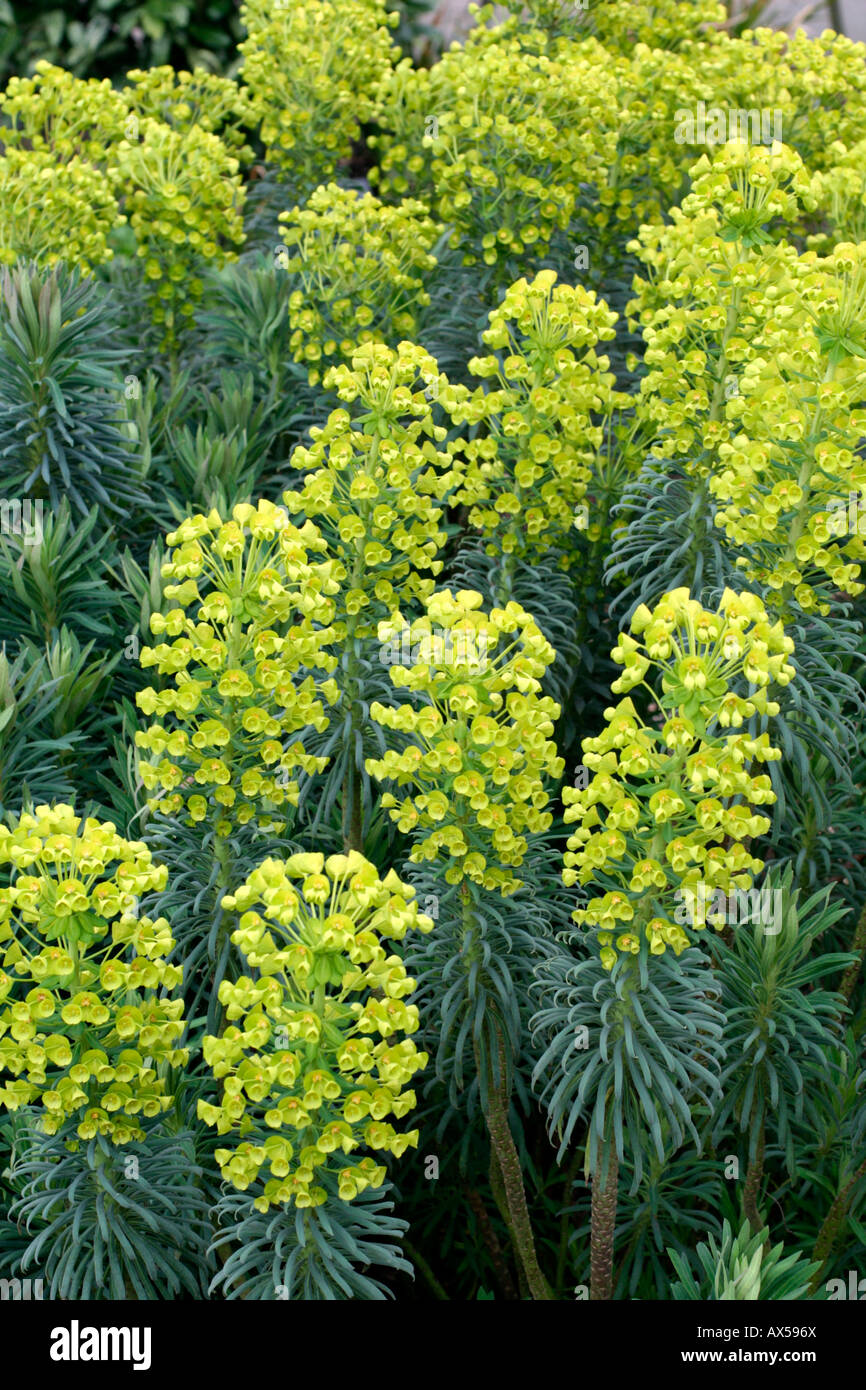 EUPHORBIA CHARACIAS SUBSP WULFENII AGM metà marzo Foto Stock