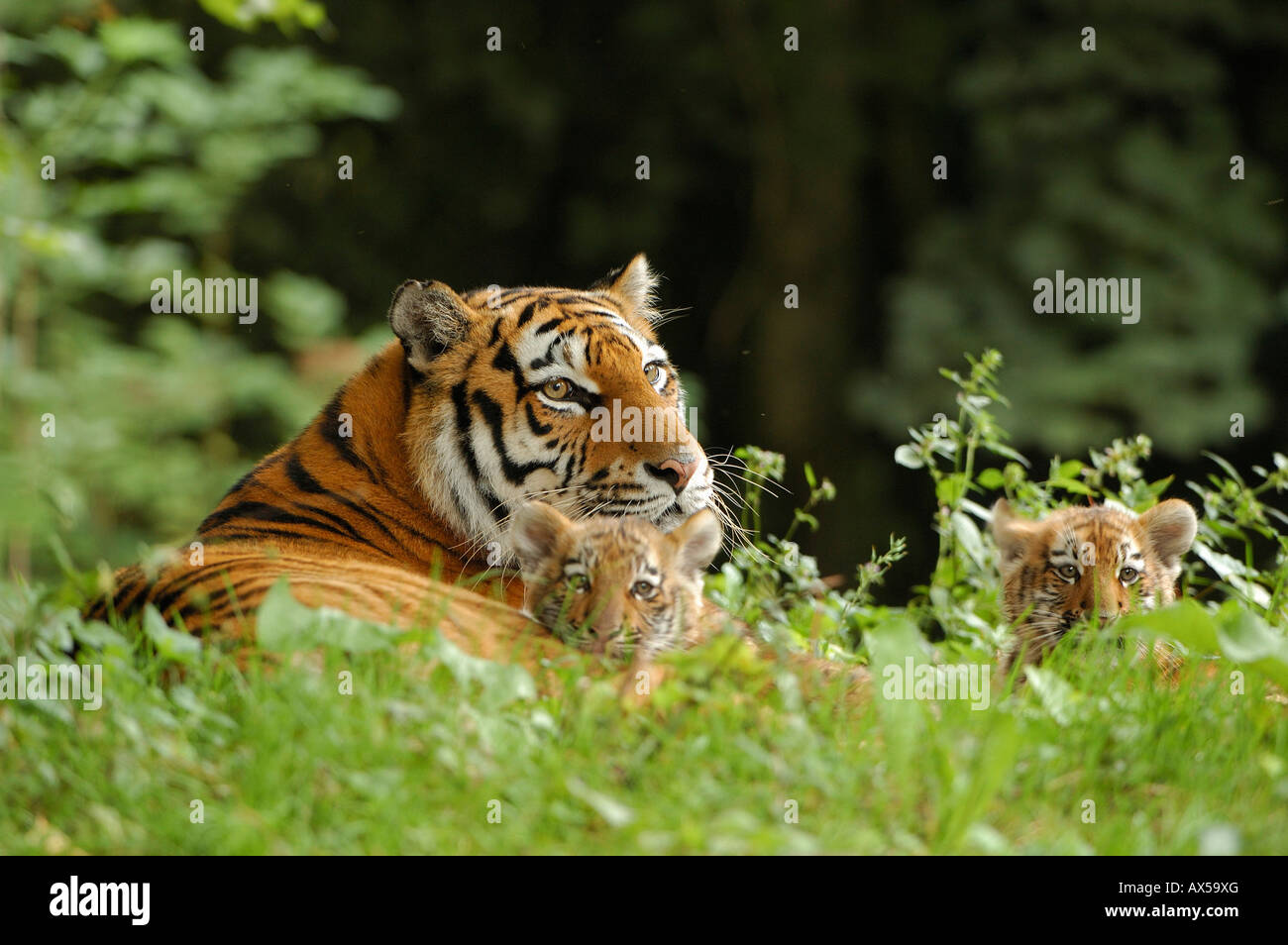 Tigre Siberiana (Panthera tigris altaica) con cub Foto Stock